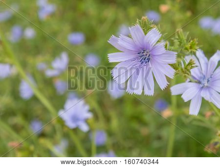 Chicory Wildflower field with Selective Focus on Front Flower