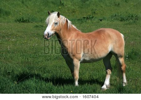 Haflinger лошадь