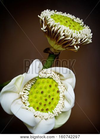 Fressness White lotus green pods and white pollen