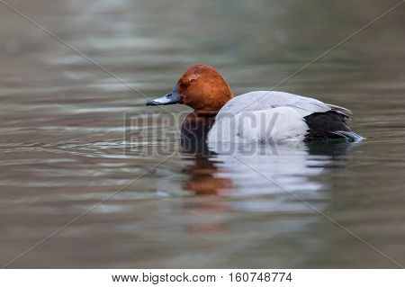 Natural eurasian pochard duck (Aythya ferina) swimming in water