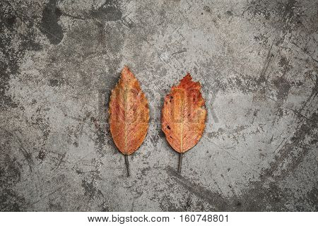 Rustic concrete background with vintage dry leaf.