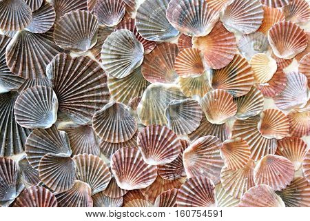 Sea Shell Background 1