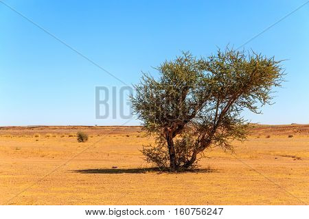 Beautiful Moroccan Mountain Landscape With Acacia Tree In Foreground