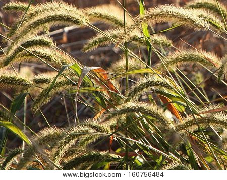 Close-up color image of wild grasses drooping over in a field.