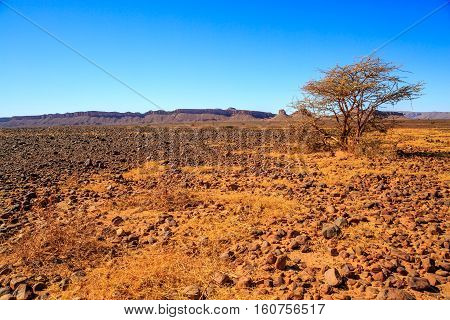 Beautiful Moroccan Mountain Landscape With Acacia Tree In Foreground