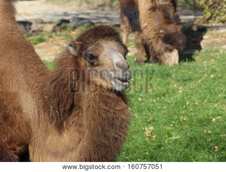 Brown camel taken in the Milwaukee Zoo in Milwaukee, WI