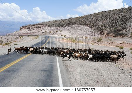 Road in the middle of Los Cardones national park on Argentina andes