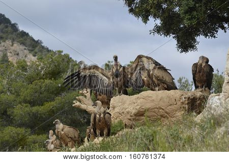 Flock of buitrs released with open wings