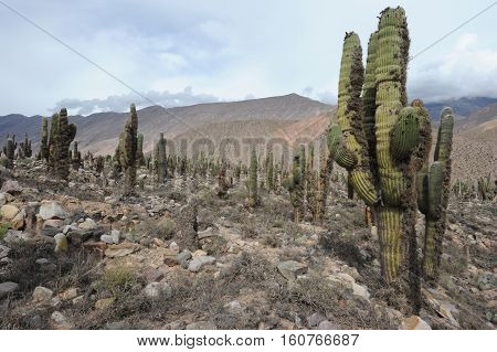 Archaeological site of Pucara at Tilcara on Argentina andes