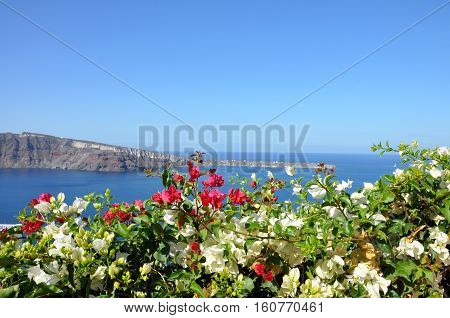 White and pink flowers on the background of Mediterranean sea and Santorini caldera. Concept of best summer vacation at the seaside on Greek cyclades islands, freedom, luxury, trip
