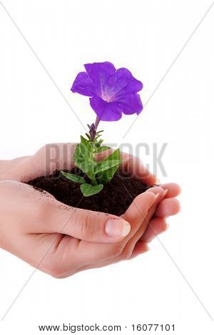 Tenere mani umane e un giovane fiore