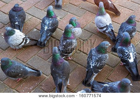 Grey pigeons standing on a cold pavement slab in winter. Beautiful pigeon close up urban dove - bird of peace in city of birds