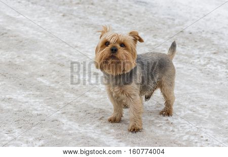 Cute Norfolk terrier standing on a snow-covered street