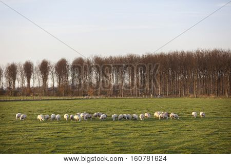 sheep in meadow of polder purmer near purmerend north of amsterdam in the netherlands