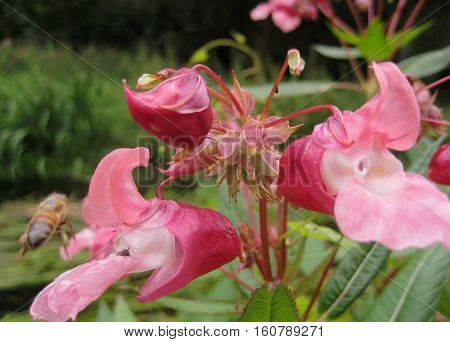 macro photo with beautiful flower unusual shape with rose petals on the misty background of green vegetation on the banks of the forest river