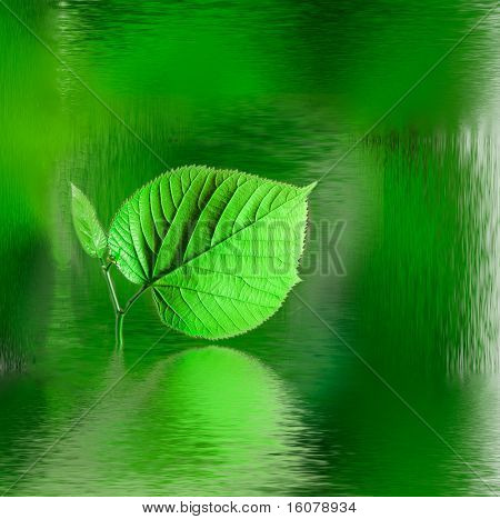 Grean blad med vand refleksion på sort baggrund