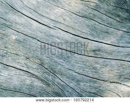 Blue wood texture close up photo. Curves and lines on rustic timber. Rough timber texture. Sea wood backdrop. Silver old tree toned image