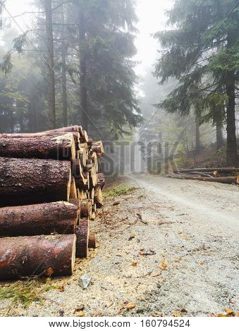 Pile Of Lumber In Pine Forest