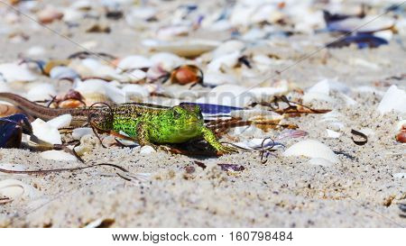Green Lizard On The Sand In Focus (lacerta Viridis, Lacerta Agilis) Is A Species Of Lizard Of The Ge
