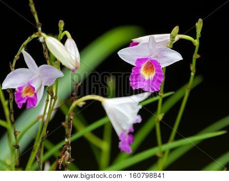Closeup photo of bamboo orchid flower in white pink (Arundina graminifolia) in the garden in Singapore