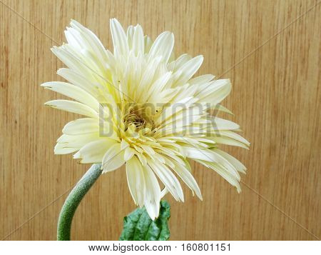 Beautiful Bright White Disy Gerbera On Wooden Background