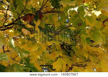 Autumn foliage of a sugar maple tree (Acer saccharum) in Joliet, Illinois during November.