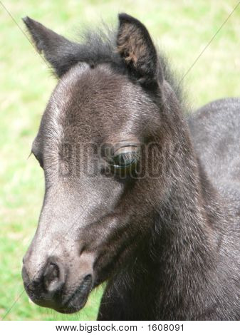 Potranca negra cabeza de potros