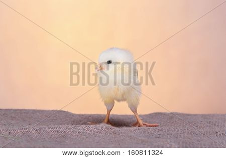 Beautiful decorative rooster farm spring rooster, chicken basket eggs nest