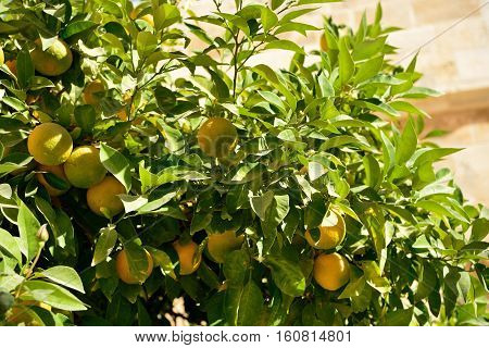 Ripening Oranges On A Tree On A Sunny Day