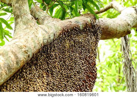 Working bees and a honeycomb on the tree.