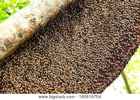Working bees and a honeycomb on the tree.
