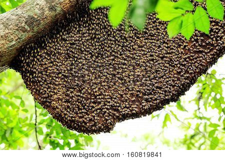 Working bees and a honeycomb on the tree.