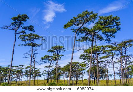 Pine tree on blue sky background, asia
