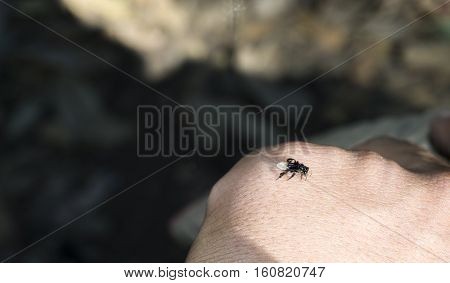 little wild bee sitting on a hand