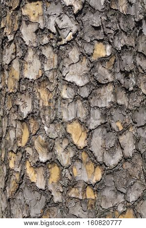 texture of bark wood pine tree background