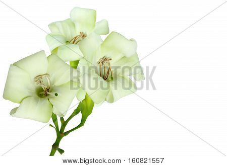 Close-up beautiful white flowers isolated on a white background.