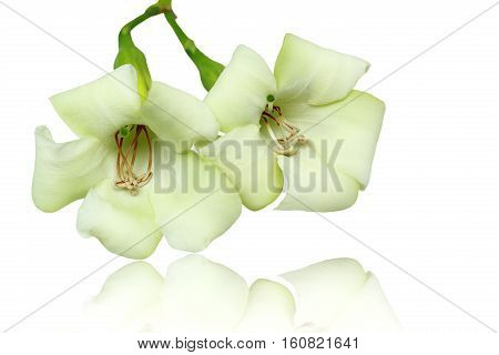 Close-up beautiful white flowers isolated on a white background.