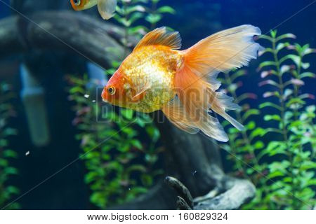 Small fishes in an aquarium swim one after another