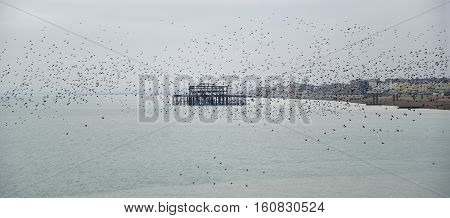 Amazing Spectacle Of Starlings Birds Murmuration Flying Over Sea In Winter