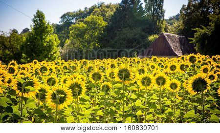 field of sunflowers with a house on the background