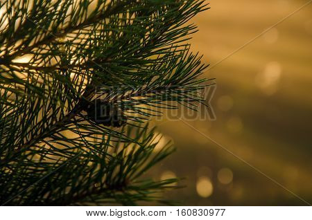 thick mist in coniferous forest. Morning landscape in summer thick fog. dense fog in the morning.  early morning. forest hiding in the fog.