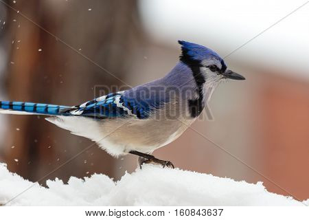 Blue Jay (Cyanocitta crista) standing in snow.