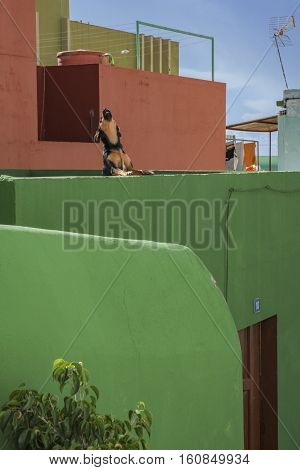 Picturesque old town quarter of Tazacorte la Palma with howling dog on the balcony of the green house
