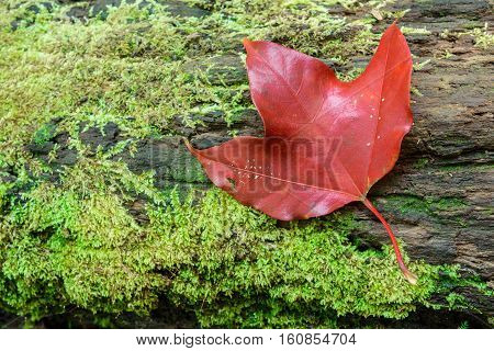 closeup red maple leaft and green moss in the forest