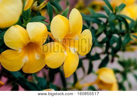 Allamanda cathartica linn golden trumpet tropical flowers with medicinal properties