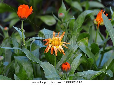 marigold is not only a decoration for your flower garden but also a big benefit