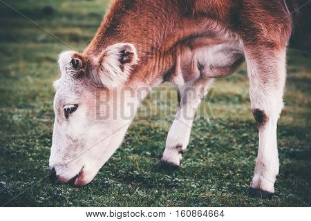 Cow Farm Animal at alpine green valley summer pasture