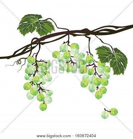 Stylized polygonal branch of green grapes on a white background