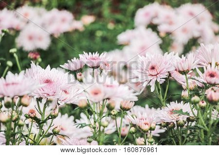 blooming pink chrysanthemum flowers with green leaves