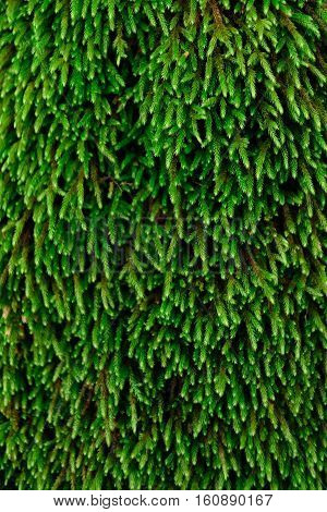 moss on tree green abstract natural background